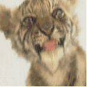 Petit tigre